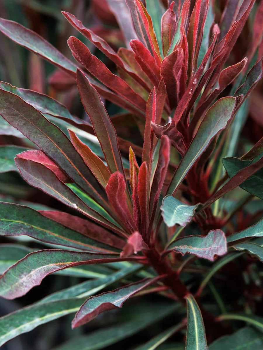 Euphorbia 'Miner's Merlot' 1G